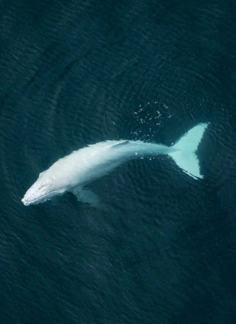 https://www.specialplacesofcostarica.com/wp-content/uploads/2023/03/vol-whale-watching.jpg