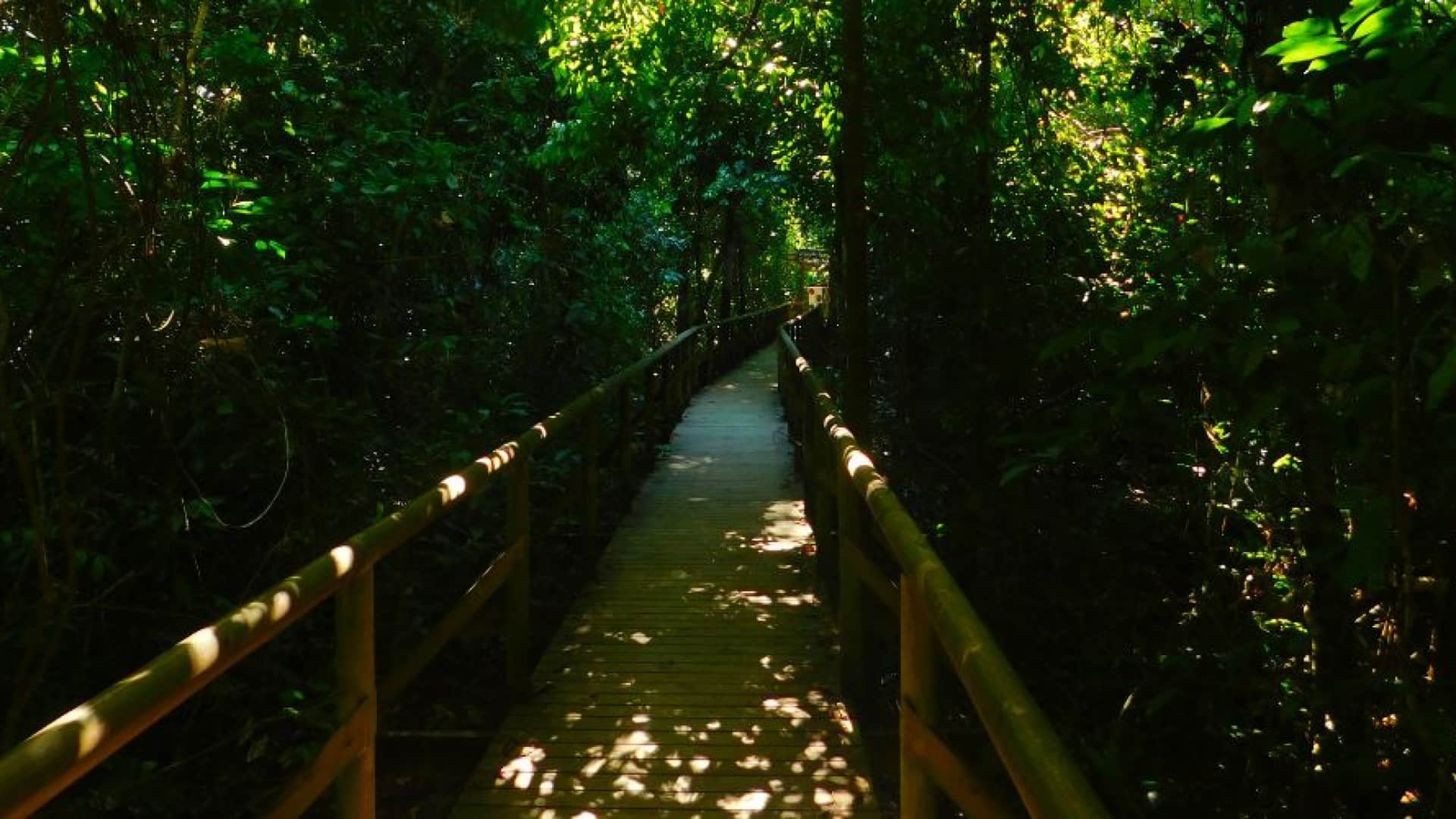 View of bridge leading into the rainforest