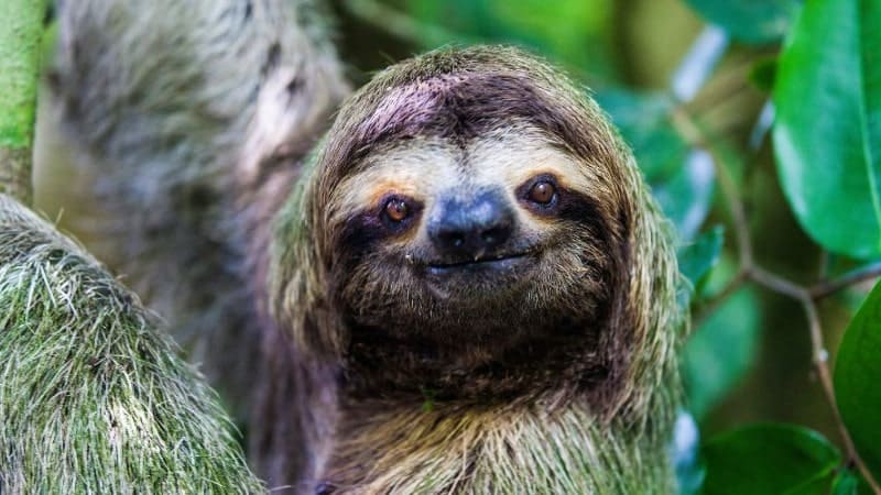 Sloth face