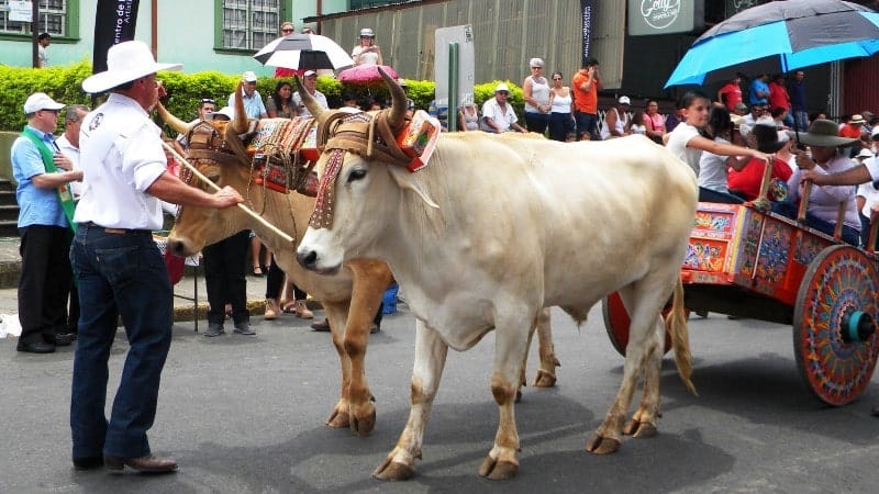 A man with two cows and an ox cart riding down a street in Costa Rica.