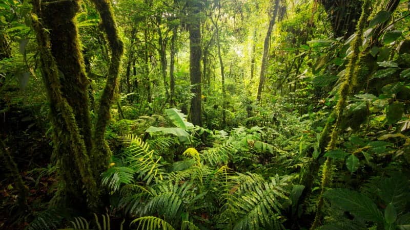The lush rainforest in Costa Rica.