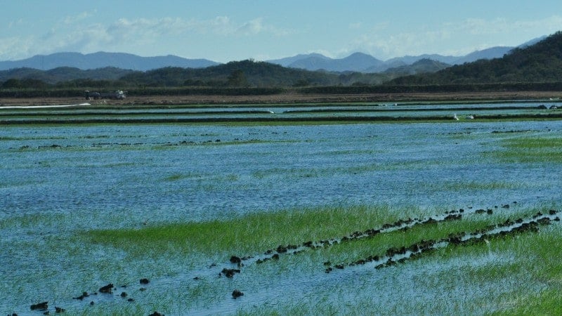 A rice field in Guanacaste, Costa Rica.