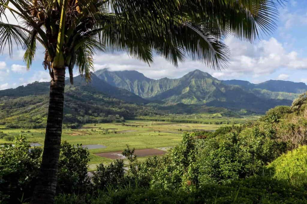A view of the lush greenery on the Hawaiian Islands