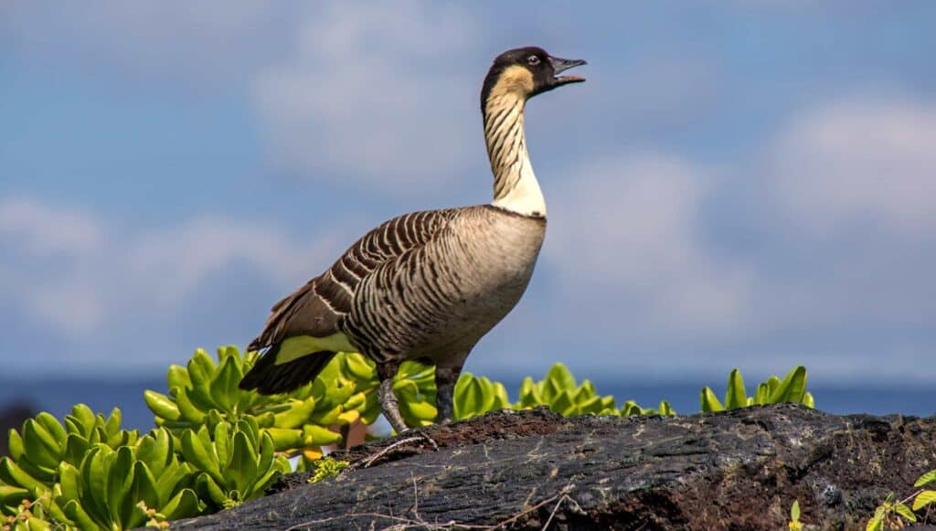 A grey and white goose standing on a rock near greenery by the ocean.
