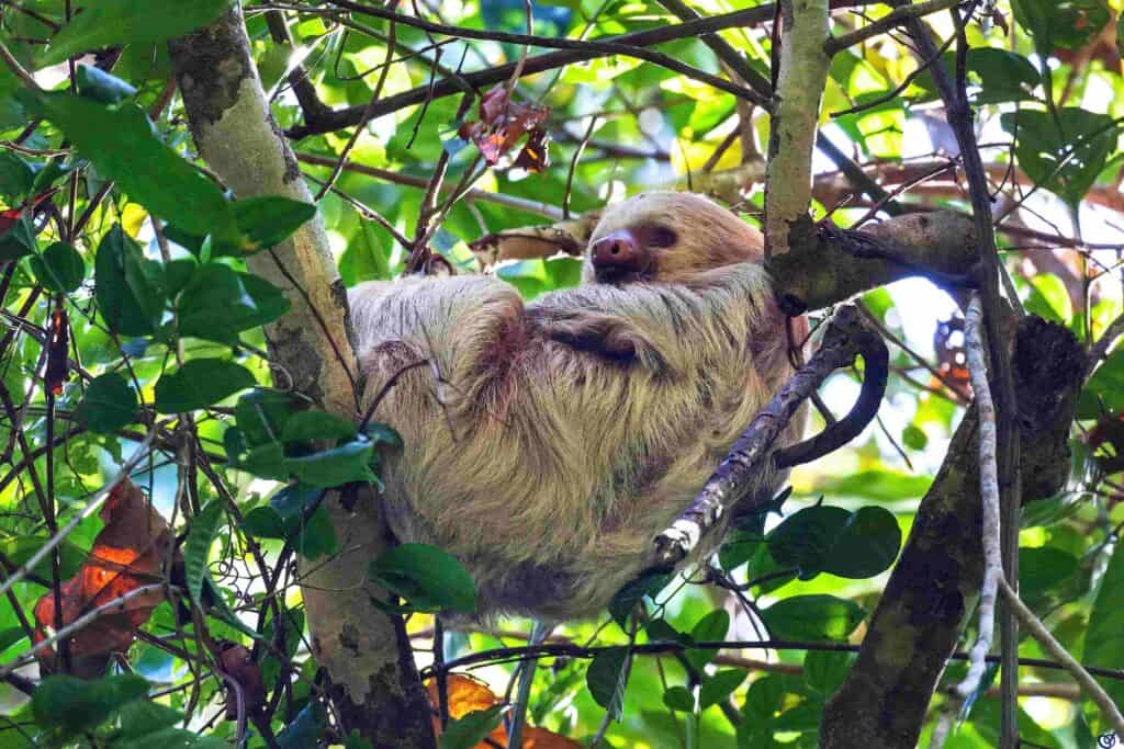 A sloth sitting in a tree in Costa Rica