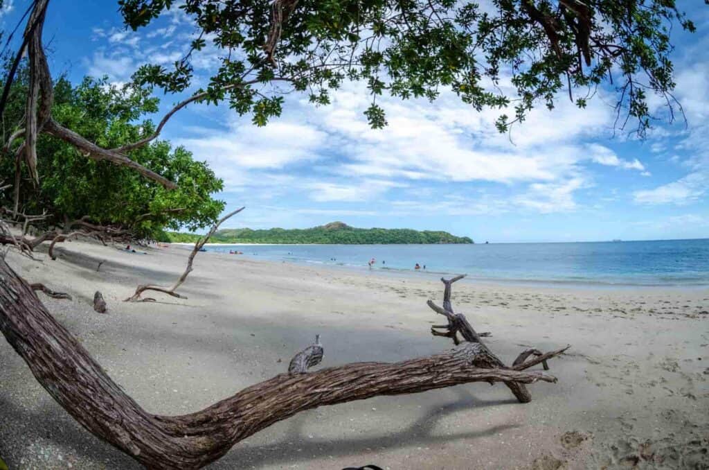 A beach in Costa Rica with blue ocean water, green trees, and a piece of wood from a tree sitting on the beach.