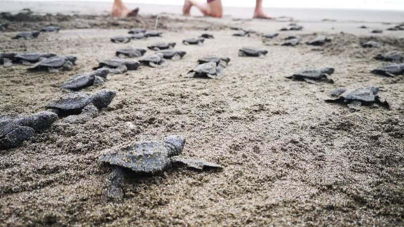 Baby sea turtles on the beach in Costa Rica.