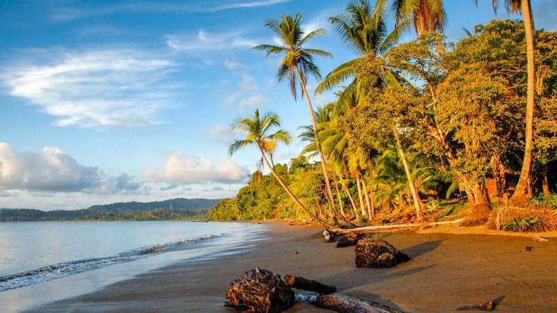 Palm trees overlooking a sandy beach and ocean in Costa Rica.