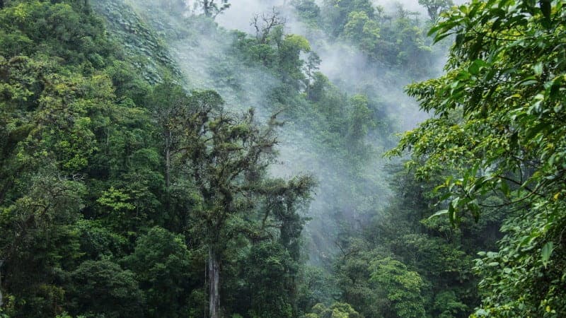 A lush green rainforest in Costa Rica.