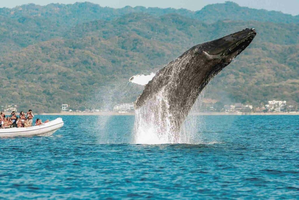 A humpback whale jumping out of the ocean in front of a green mountain with a boat of people a few feet away in Costa Rica.