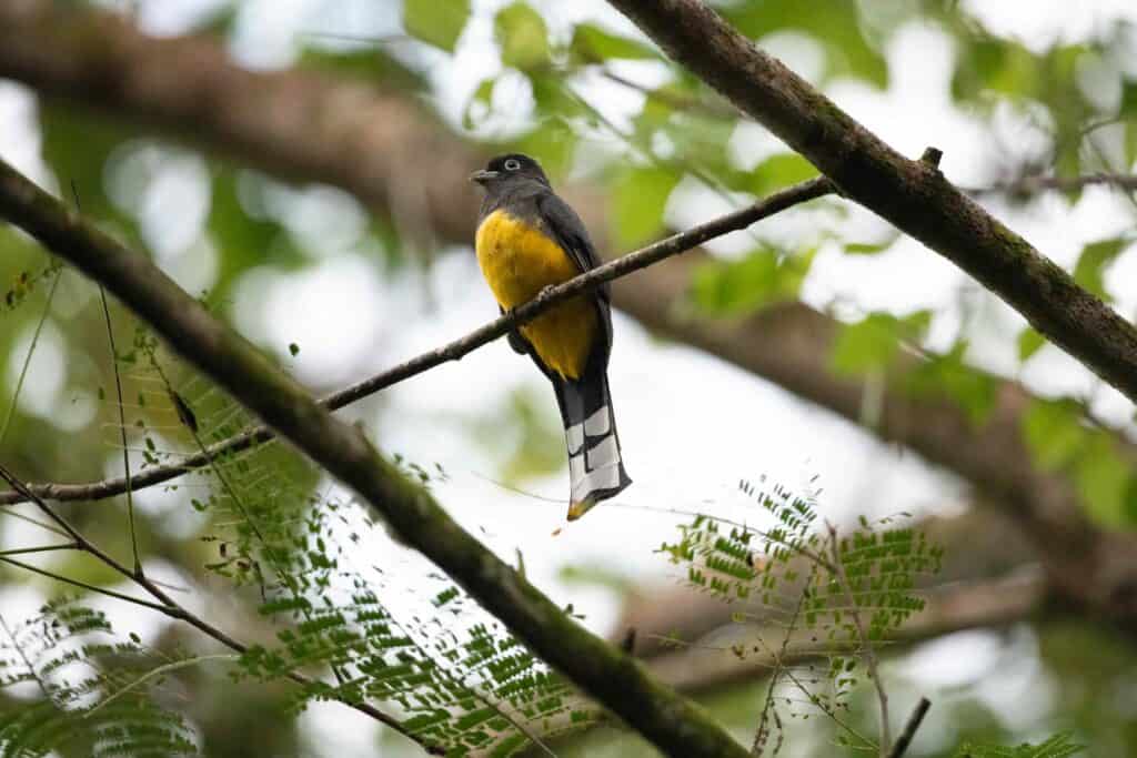 A yellow-bellied bird with black markings sitting on a branch in a tree in Costa Rica.