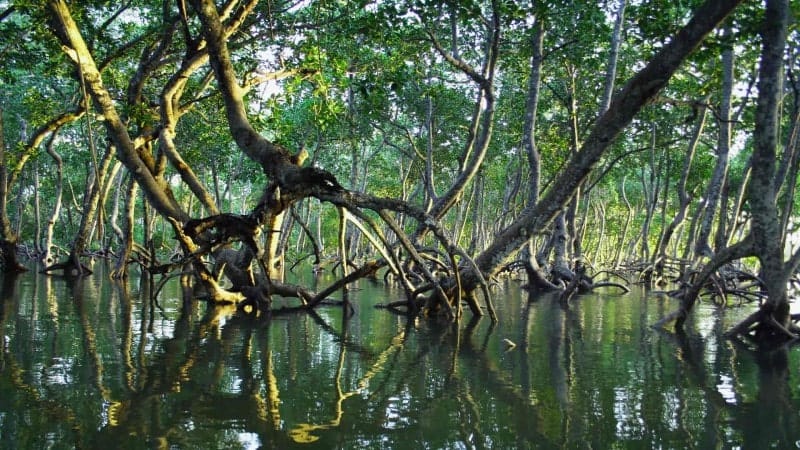 trees growing out of the water in the Costa Rica