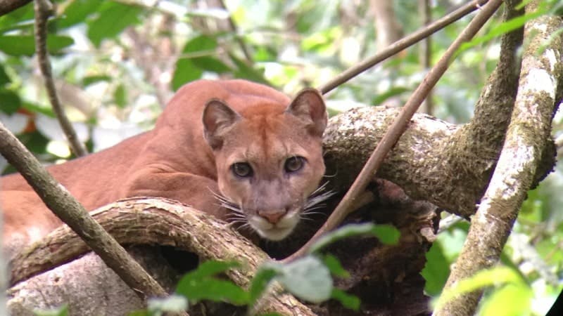 a puma laying on a branch in the trees at the Corcovado National Park in Costa Rica