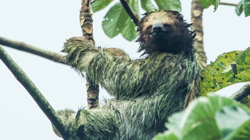 a sloth holding on to a branch in the trees in Costa Rica