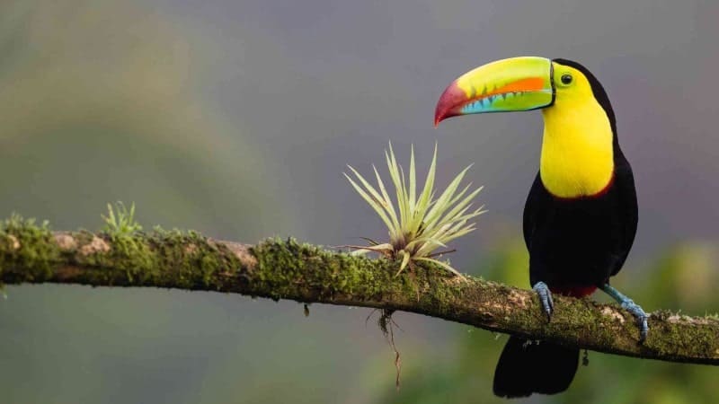 A black and yellow toucan with a rainbow beak sitting on a tree branch in the rainforest in Costa Rica.