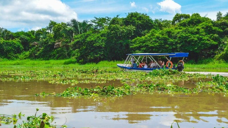 A blue covered boat riding through a lush green swamp in Costa Rica.