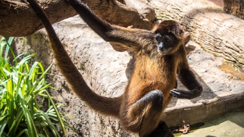 A brown monkey sitting on a rock in Costa Rica.