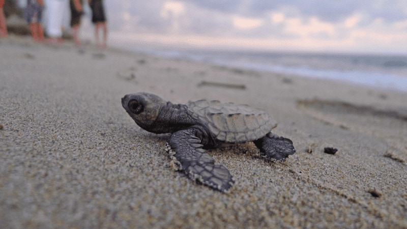 A baby sea turtle on a sandy beach in Costa Rica.