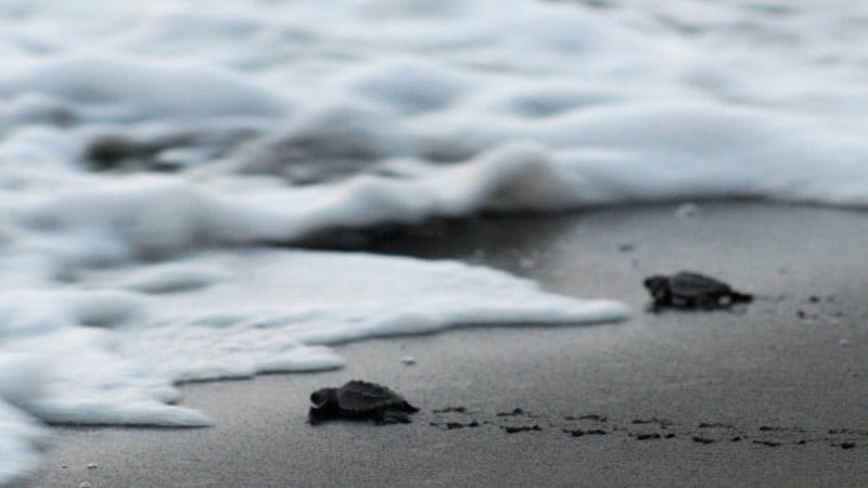 Two baby sea turtles walking from the beach into the ocean.