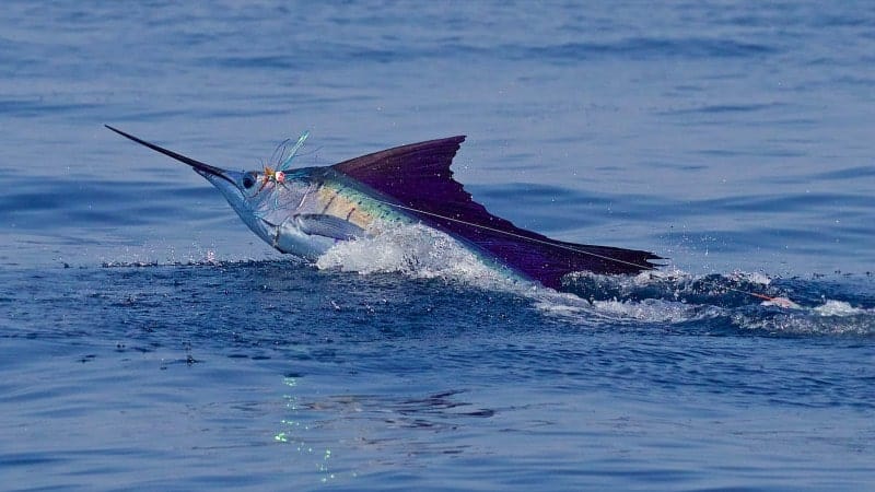 Marlin are one of the most notable catches in Costa Rica during the dry season.