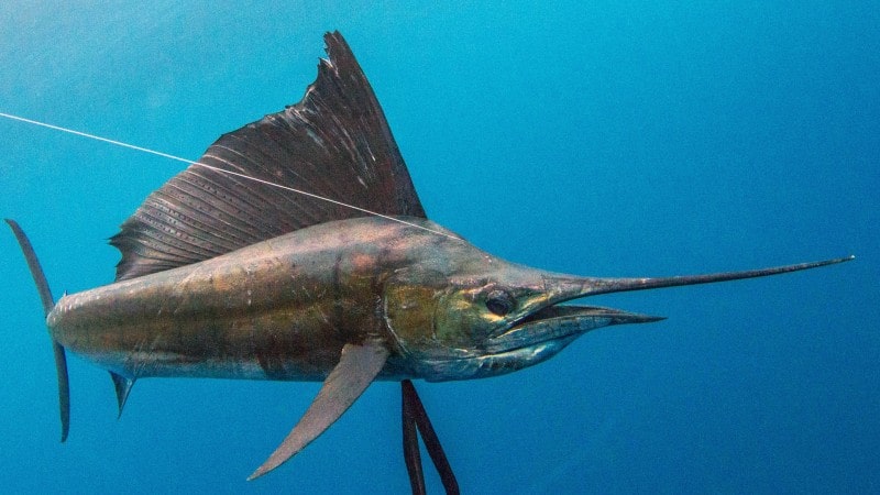 Sailfish are a catch-and-release fish species you can catch off the shore of Playa Potrero.