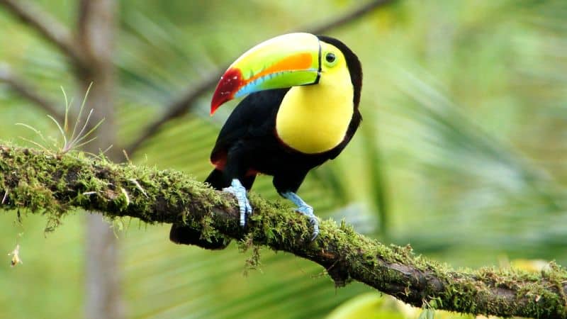 toucan bird in a rain forest in Costa Rica