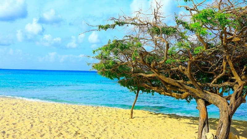 beach in Aruba with a tree