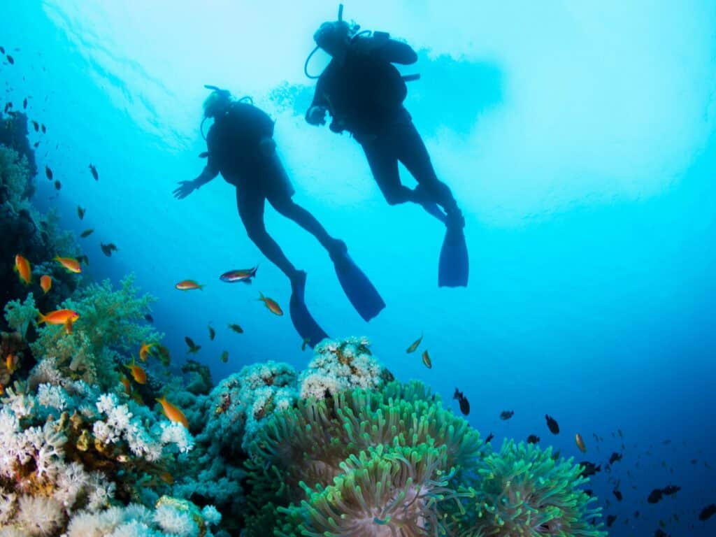 two silhouettes of scuba divers swimming over the live coral reef full of fish and sea anemones 
