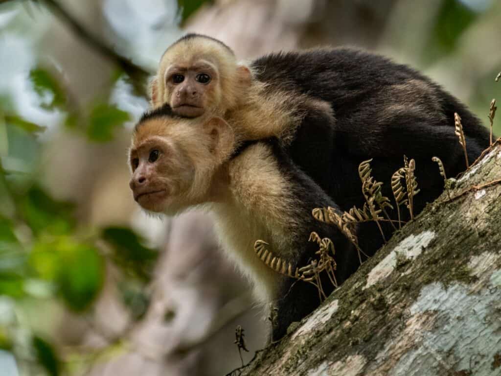 two white faced Capuchin monkeys in Costa Rica in the rainforest