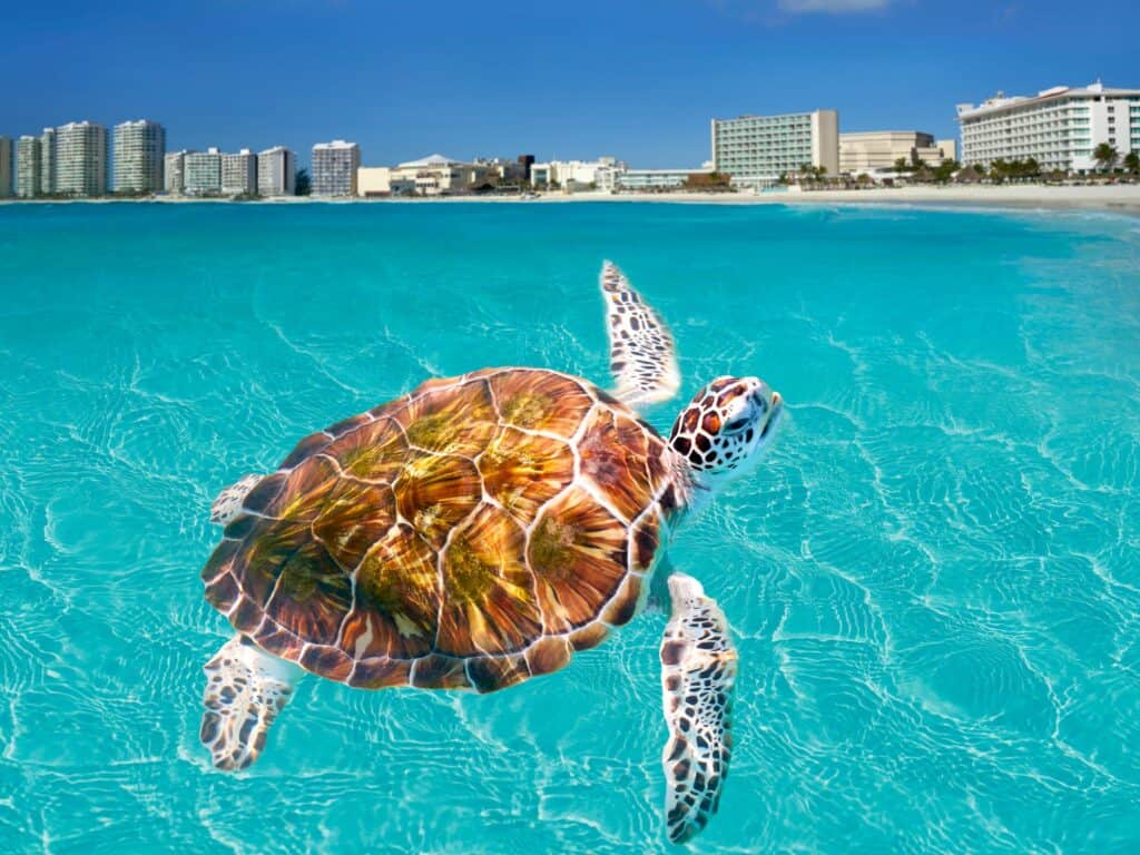 turtle swimming in turquoise blue water in Cancun with the shore in the background 
