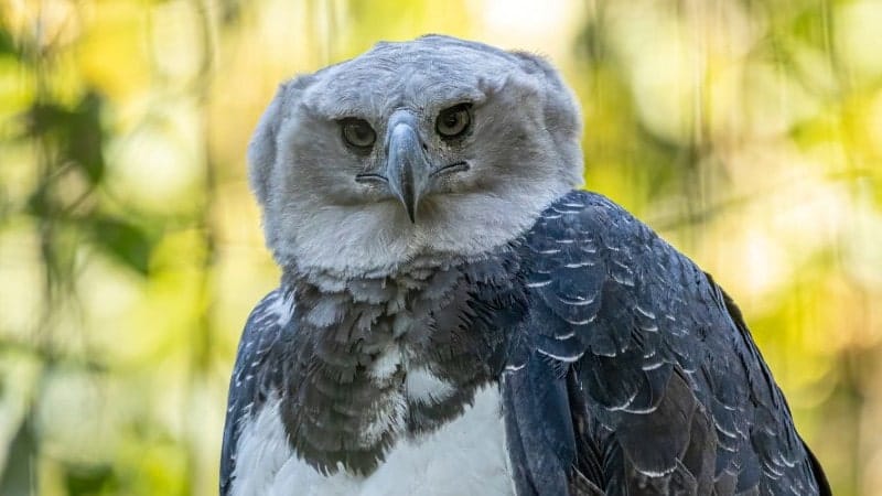 The Harpy Eagle with green nature in the background.