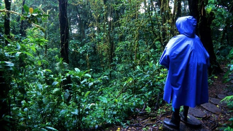 A person in a blue raincoat standing in the middle of Monteverde Cloud Forest, surrounded by tall trees and lush greenery.