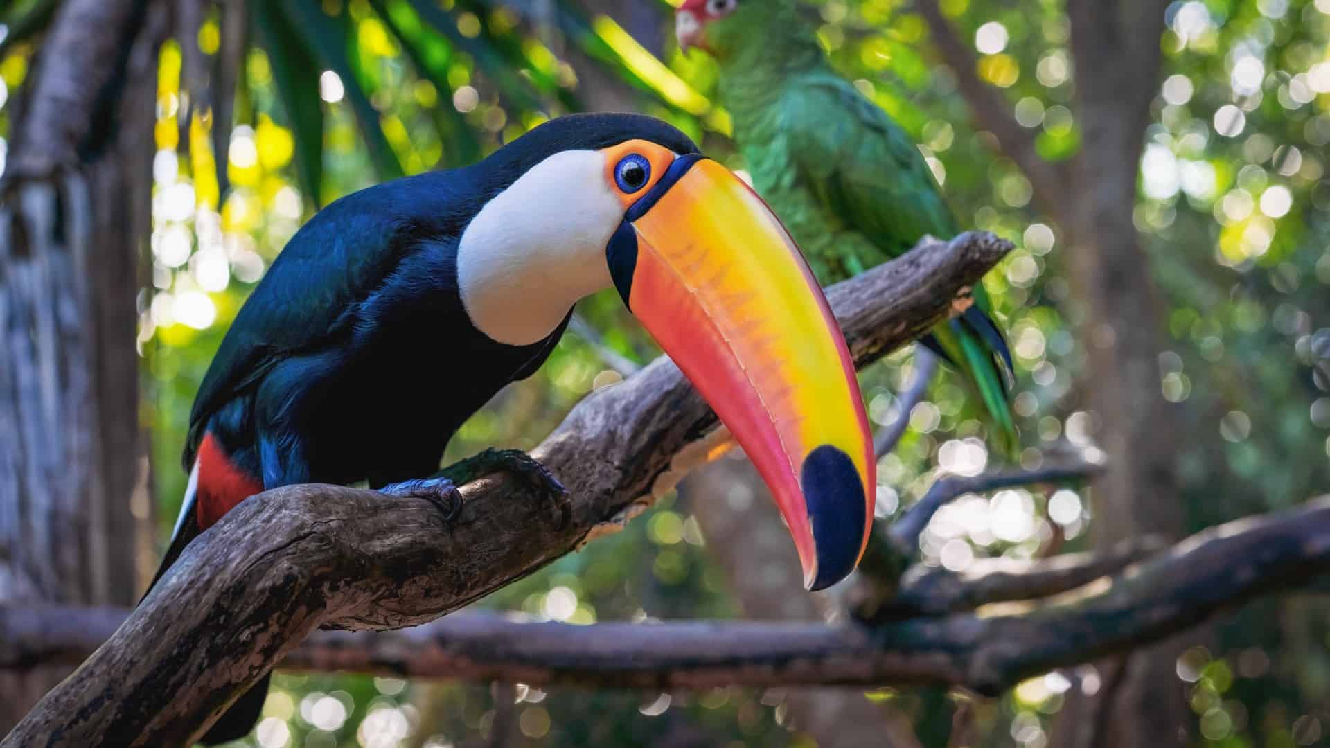 A vibrant Toucan perched on a tree branch in a lush forest, with its iconic orange, yellow, and black beak prominently displayed. In the softly blurred background, a green parrot can be seen.