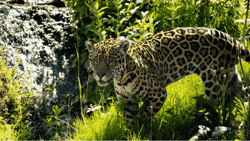A jaguar walking through grass.