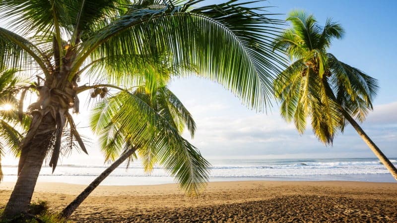 Palm trees on the beach with the ocean in the background.