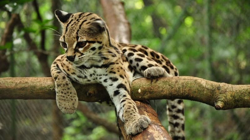 A margay resting on a tree branch.