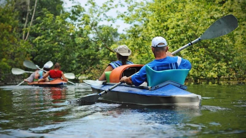 People kayaking through the mangroves, surrounded by lush greenery and calm waters.
