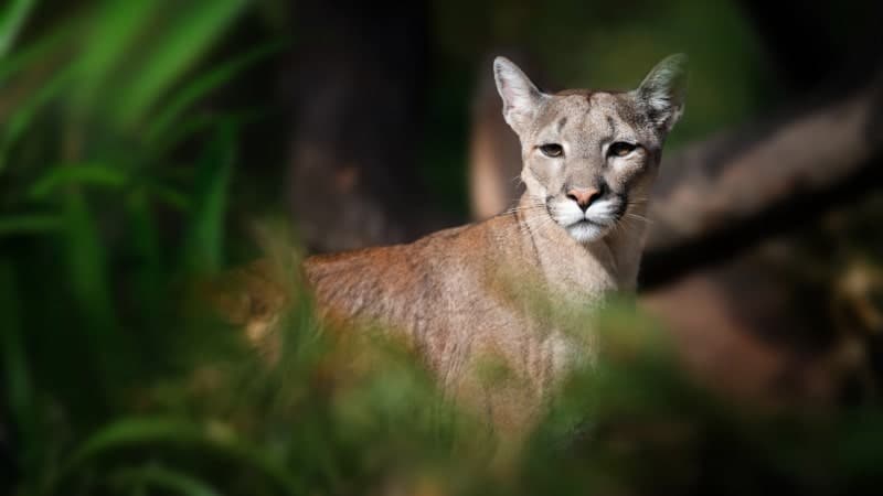 A mountain lion staring at the camera while surrounded by greenery.