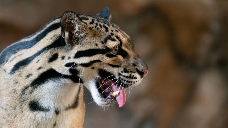 An ocelot with an open mouth and a playful tongue sticking out.