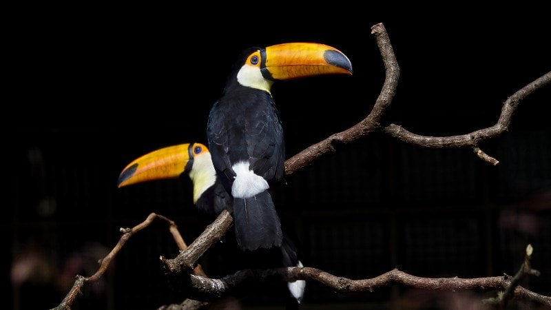 Two Toucans perched side by side on a bare branch, set against a dark background.