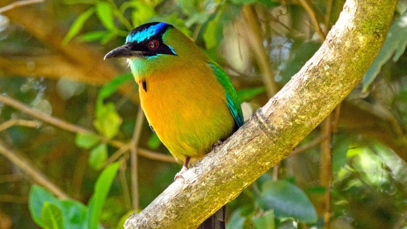 A brightly colored motmot perched on a diagonal tree branch, showcasing its vivid blue-green plumage and distinctive turquoise brow. 