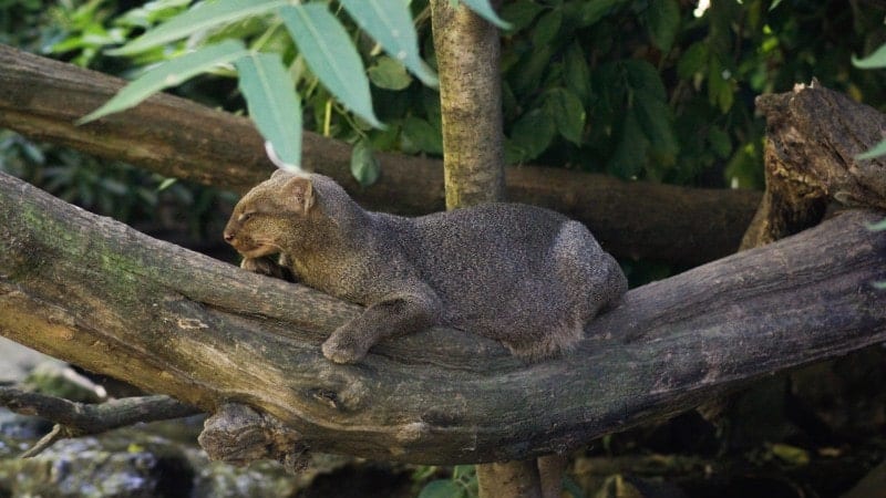 A jaguarundi perched on a tree branch.