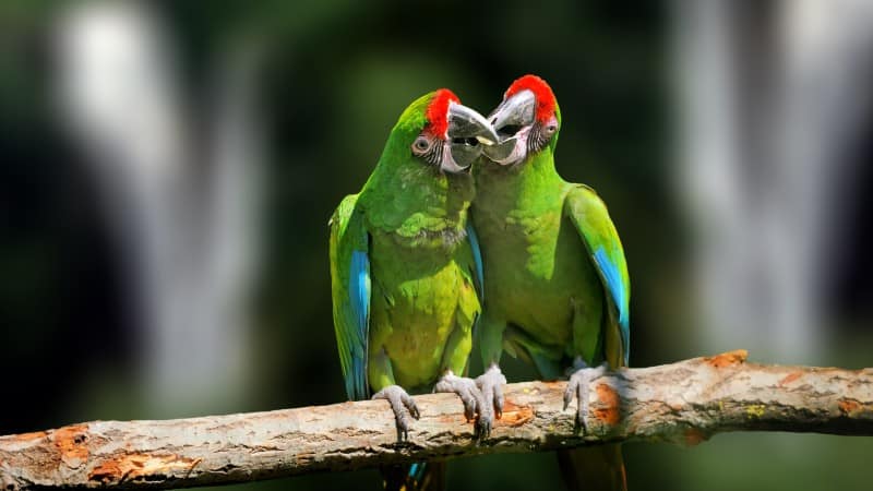 Two green parrots affectionately interacting atop a tree branch, with their beaks touching in a gentle, loving gesture. 