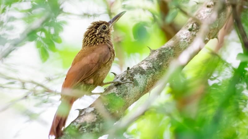 A brown woodcreeper bird sits alert on a horizontal tree branch.