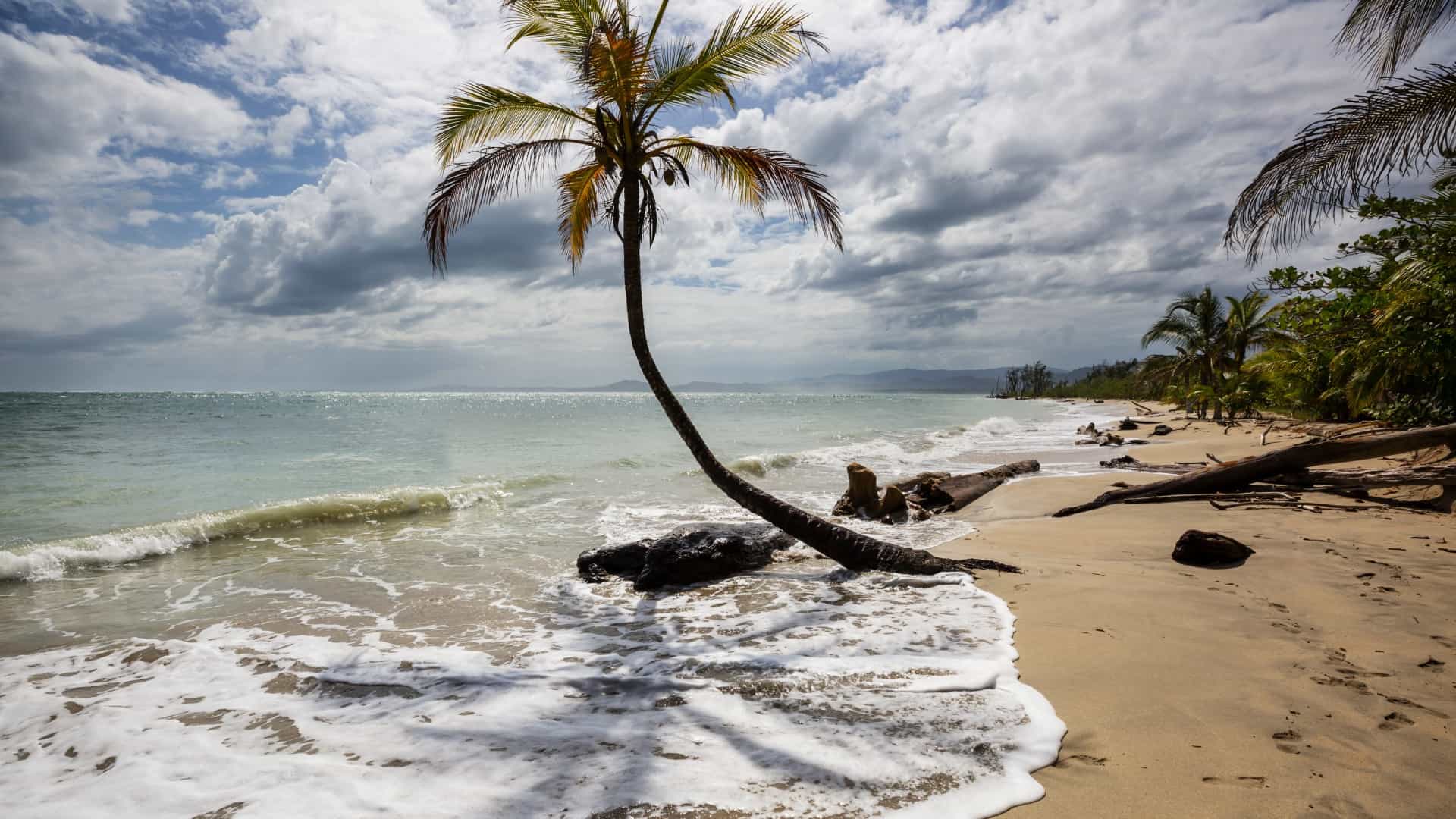 A solitary palm tree leans over a tranquil beach with gentle waves lapping the shore. The beach is lined with lush tropical foliage and scattered driftwood.