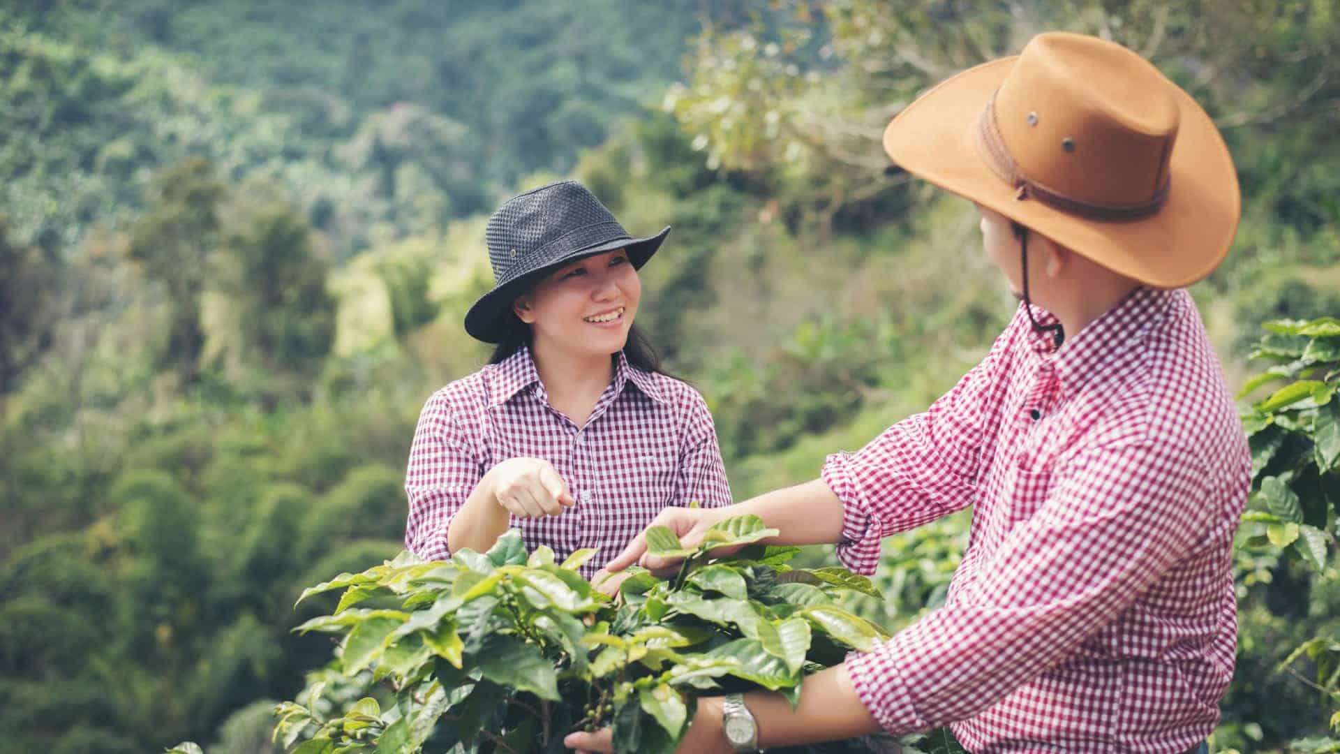 Two people wearing hats and plaid shirts picking coffee beans on a plantation with lush greenery in the background.