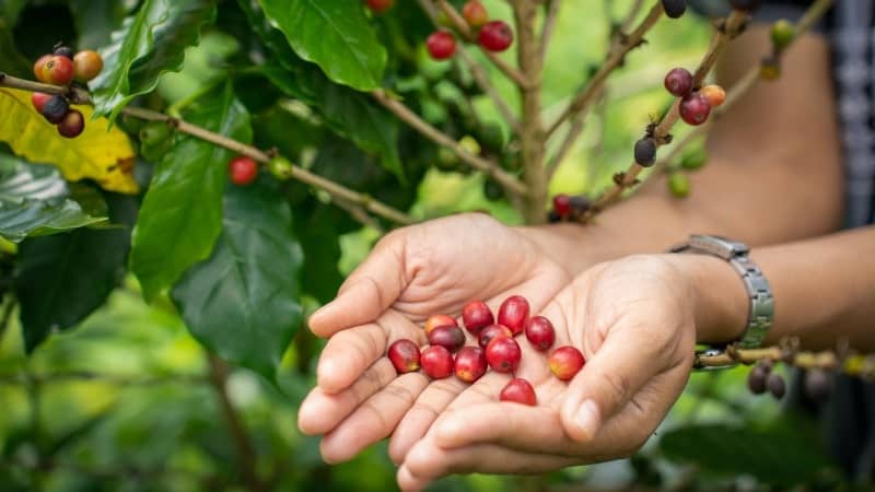 A person's hand holding several ripe coffee cherries in front of a coffee plant with a mix of red and green cherries on the branches.