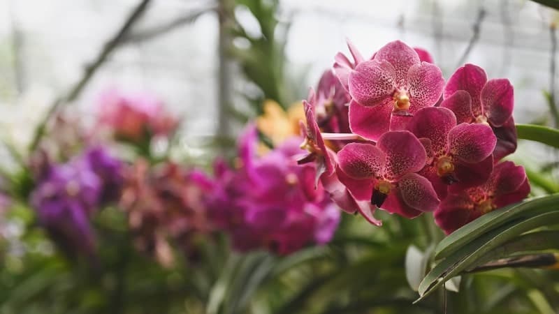 A close-up photograph of rich magenta orchids in bloom, with a softly blurred background showcasing varying shades of green and hints of other orchid colors.