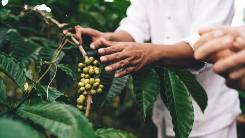 Close-up of a person's hands examining a branch of green coffee berries on a coffee plant.