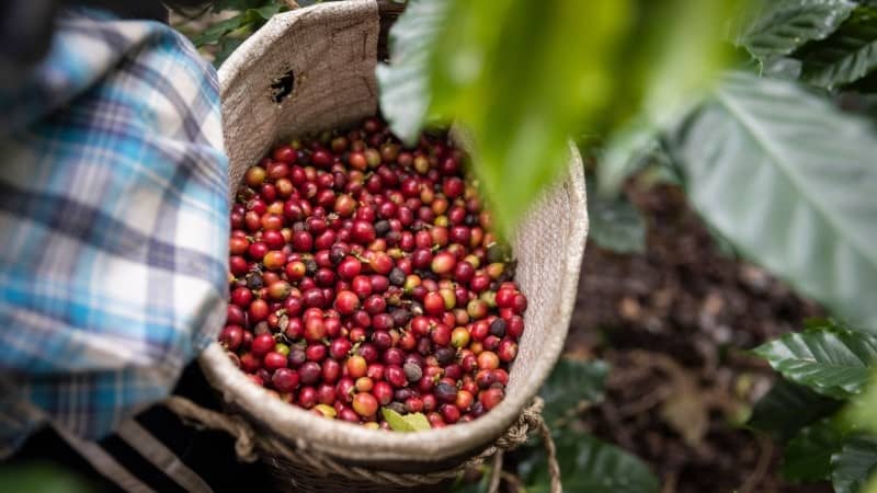 A woven basket filled with ripe red coffee cherries, nestled among the leaves of a coffee plant, with a glimpse of a person's clothed arm to the left.